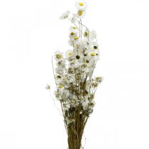 tételeket Szárított virágok Acroclinium Fehér virágok száraz virágkötő 60g