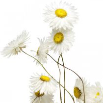 tételeket Szárított virágok Acroclinium Fehér virágok száraz virágkötő 60g