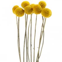 tételeket Craspedia Szárított Virágok Dobtörők Sárga 70cm 10db