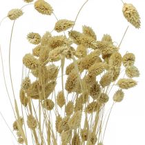 Szárított virág Phalaris, dekoratív fű köteg, szárított virágok, Boho natúr, fehérített L55cm 100g