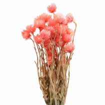 tételeket Szárított virágok Sapkás virágok Lazac szalmavirágok H42cm