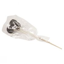 tételeket Szárított virág dekoratív csengőcsészék száron fekete 44cm 3 db