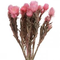 tételeket Szárított virágok Kalap virágok Rózsaszín szalma virágok Száraz virágok H30cm