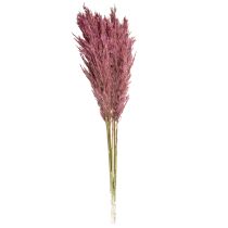 tételeket Szárított nádfű, szárított díszfű, antik rózsa, 75 cm, 10 darab
