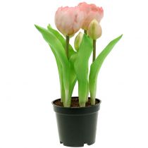 tételeket Művirágok cserépben Műtulipánok Pink Yellow 22,5cm