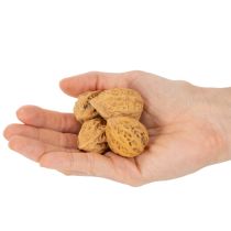 tételeket Dió, egy természetes termék asztaldíszítéshez és barkácsoláshoz. Természetes dió, 4-5 cm, 300 g.