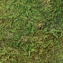 tételeket Karácsonyfa mohadísz zöld natúr színben Ø30cm H100cm