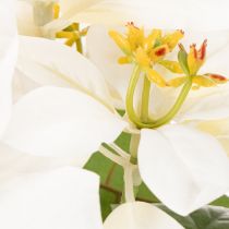tételeket Mesterséges mikulásvirág, fehér, nagy virágú, dísznövény, 40cm