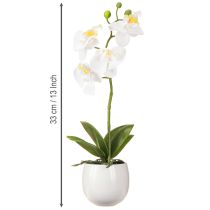 tételeket Fehér orchidea művirág cserépben Phalaenopsis M33cm