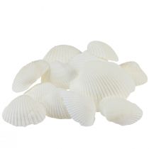 tételeket Fehér héjú dekoratív kagylók krém fehér 2-3,5cm 300g
