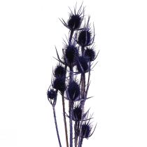 tételeket Vad teasel Szárított virágok Teasel Bogáncs Lila 55cm 10 fej