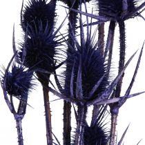 tételeket Vad teasel Szárított virágok Teasel Bogáncs Lila 55cm 10 fej