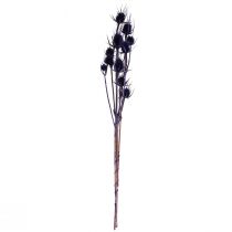 tételeket Vad teasel Szárított virágok Teasel Bogáncs Lila 55cm 10 fej