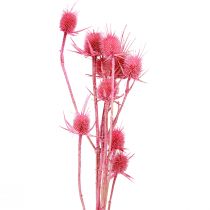 tételeket Vadmácsonya szárított dekoráció, rózsaszín bogáncs, 53cm, 10 fej