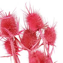 tételeket Vadmácsonya szárított dekoráció, rózsaszín bogáncs, 53cm, 10 fej