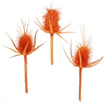tételeket Wild Teasels Narancssárga teasel Bogáncs szárított dekoráció 1kg