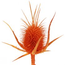 tételeket Wild Teasels Narancssárga teasel Bogáncs szárított dekoráció 1kg