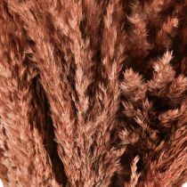 tételeket Nádból Szárított Dekoráció Barack 75cm 10 db Bohém Pampa Fű