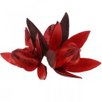 Vadliliom piros natúr deco szárított virágok 6-8cm 50db
