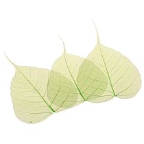 tételeket Fűzlevél csontvázas zöld natúr díszítő levelek 200 db