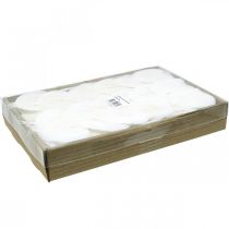 tételeket Fehérített vázlevelek Fűzlevél csontvázas 8-10cm 300 db