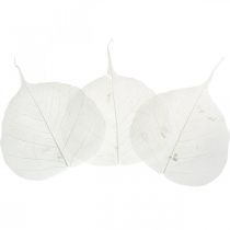 tételeket Fehérített vázlevelek Fűzlevél csontvázas 8-10cm 300 db