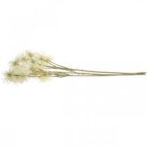 tételeket Xanthium művirág krém őszi dekoráció 6 virág 80cm 3db