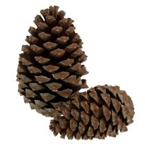 Pinus Maritima tobozok 10cm - 15cm natúr 3db