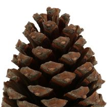 tételeket Pinus Maritima tobozok 10cm - 15cm natúr 3 db