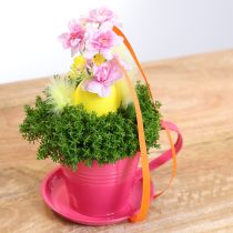 tételeket Ültetőcsésze csészealjjal kreatív kertekhez, 11 cm, 6 darab