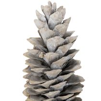 tételeket Fehérre meszelt cukorfenyőtobozok 20cm - 30cm