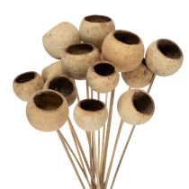 tételeket Bell Cup Mix száron, természetes egzotikus fajták, 15 darab