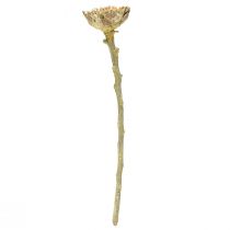 tételeket Compacta Rosette Proteen Green Frosted Ø4-5,5cm 20 db