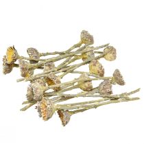 tételeket Compacta Rosette Proteen Green Frosted Ø4-5,5cm 20 db