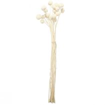tételeket Craspedia szárított alsócomb krém 45-55cm 20 db
