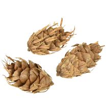 tételeket Douglas kúpok 1,3 kg