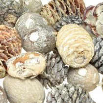 tételeket Egzotikus tobozok Leucodendron fehér mosva 3-4cm 450g