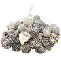 tételeket Egzotikus tobozok Leucodendron fehér mosva 3-4cm 450g