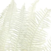 tételeket Páfrány Dekoratív Páfránylevelek Tartósított Fehérített L45cm 10 db