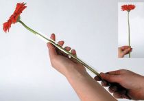 tételeket Gerbera tartótömlő 200m