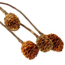 tételeket Glabrum Leucospermum szárított virágok 25-40cm 25 db