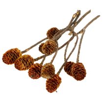 tételeket Glabrum Leucospermum szárított virágok 25-40cm 25 db