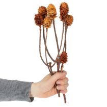 tételeket Glabrum Leucospermum szárított virágok 25-40cm 25 db