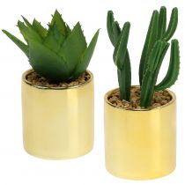 Kaktuszok zöld aranycserépben 12cm - 17cm 4db