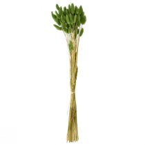 tételeket Nyúlfarkfű díszfű Lagurus olívazöld L65cm 50g