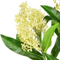tételeket Művirág krém Skimmia japonica Skimmie 45cm 2db