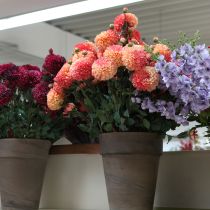 tételeket Mesterséges dáliák barackrózsaszínben Ø10cm H80cm 2db