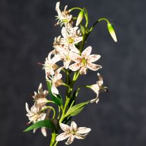 tételeket Műliliom virágszárként elegáns és kevés karbantartást igénylő dekorációként, 82 cm, 2 darab