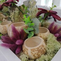 tételeket Sütőtök dekoráció Bell Cup Tökpohár fehérített 50 db