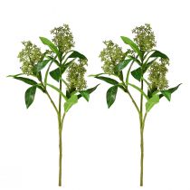 tételeket Művirág zöld Skimmia japonica Skimmie 45cm 2db